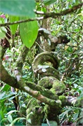 33-Kinabalu_Park