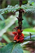35-Kinabalu_Park