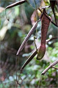 39-Kinabalu_Park