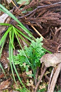 43-Kinabalu_Park
