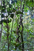 45-Kinabalu_Park