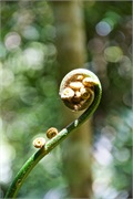 50-Kinabalu_Park