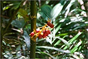 51-Kinabalu_Park