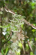 52-Kinabalu_Park