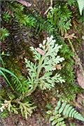 53-Kinabalu_Park