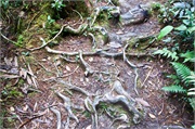55-Kinabalu_Park