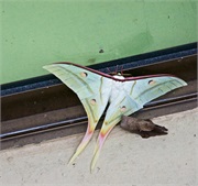 61-Kinabalu_Park