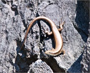 29-DongThienCungCave