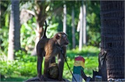 61-Koh_Samui