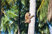 62-Koh_Samui