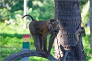 63-Koh_Samui