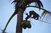 64-Koh_Samui