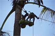 65-Koh_Samui