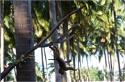 68-Koh_Samui