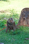 69-Koh_Samui