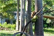 70-Koh_Samui