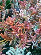 09-FlowerDome