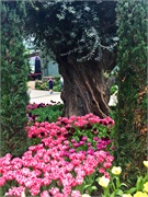 23-FlowerDome