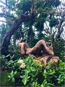 07-CloudForest
