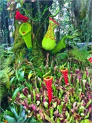 11-CloudForest