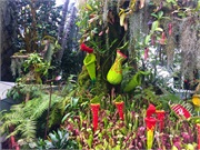 12-CloudForest