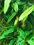 16-CloudForest