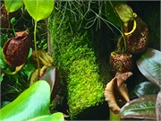 18-CloudForest