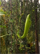 20-CloudForest