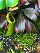 21-CloudForest