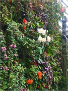 22-CloudForest