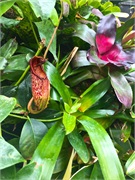 24-CloudForest