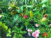 25-CloudForest