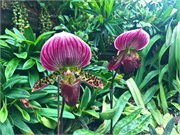 29-CloudForest