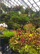 31-CloudForest