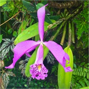 37-CloudForest