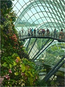 38-CloudForest