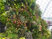 39-CloudForest