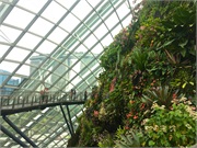 40-CloudForest