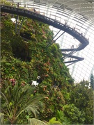 43-CloudForest