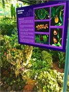 46-CloudForest