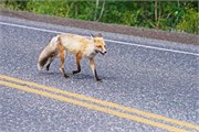 001-14-YellowstoneAnimals