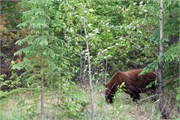 002-17-JasperWildlife