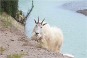 003-47-JasperWildlife