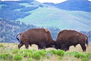004-24-YellowstoneAnimals