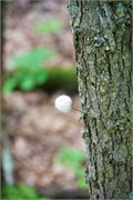 008-06-BlackRiverFallsWI