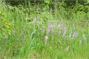009-08-BlackRiverFallsWI