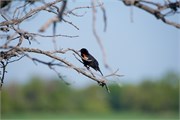 017-05-BeaudryPrkManitoba