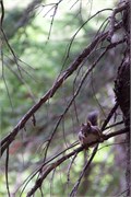 025-06-SchweitzerID