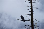 051-01-JasperWildlife