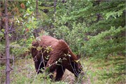 056-16-JasperWildlife